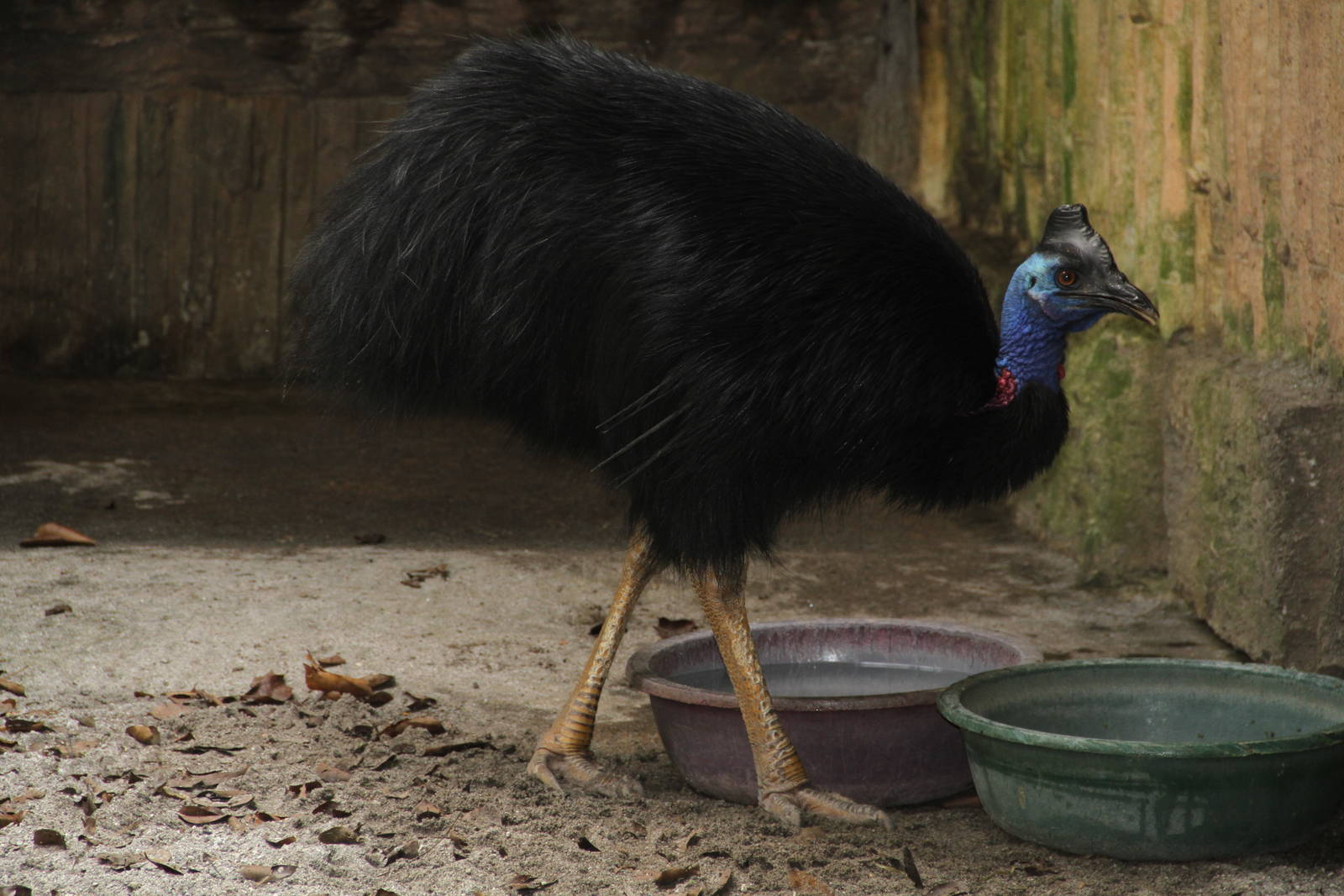 Dwarf Cassowary (Casuarius bennetti)