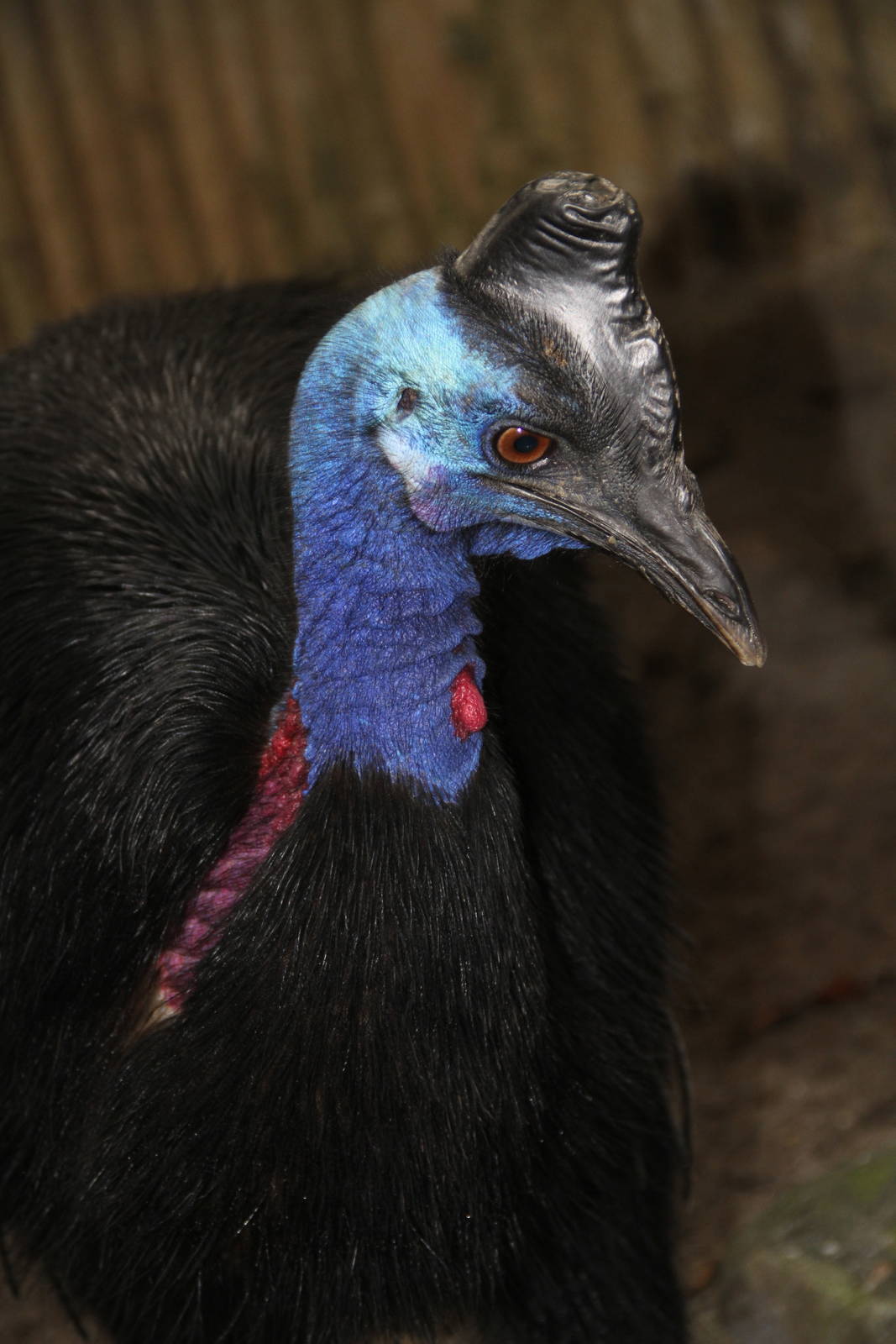 Dwarf Cassowary (Casuarius bennetti)
