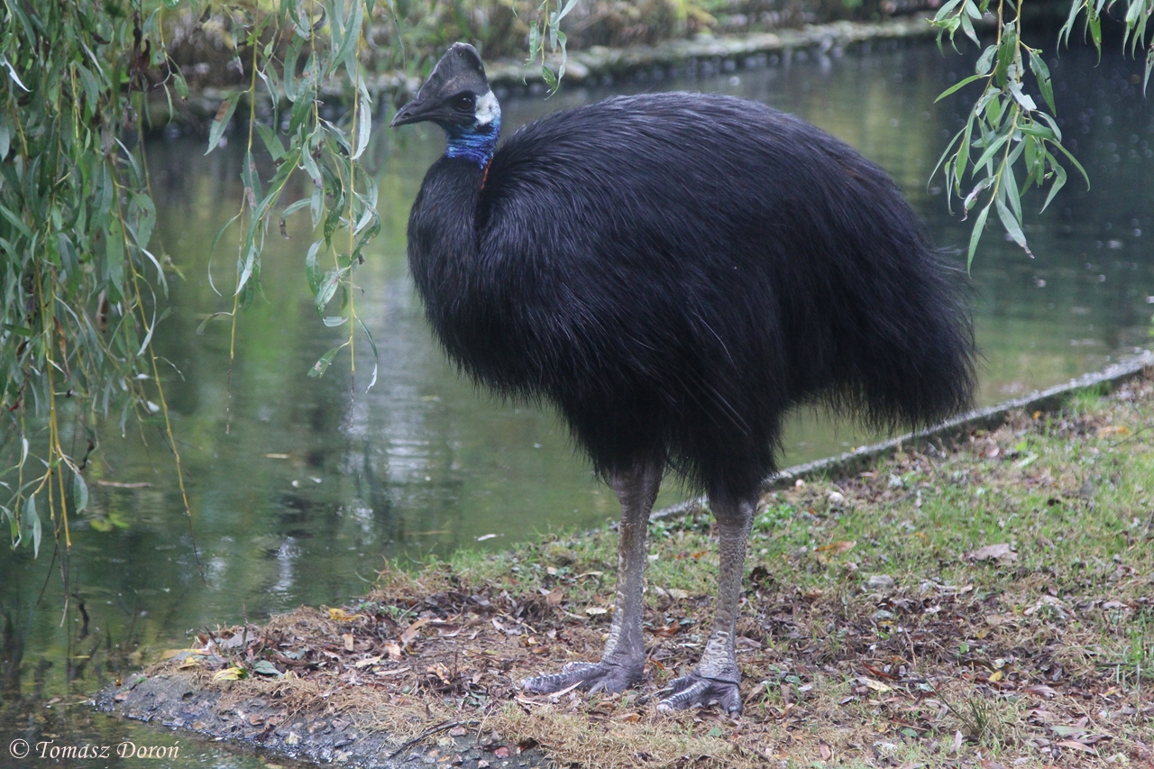 Dwarf Cassowary (Casuarius bennetti)