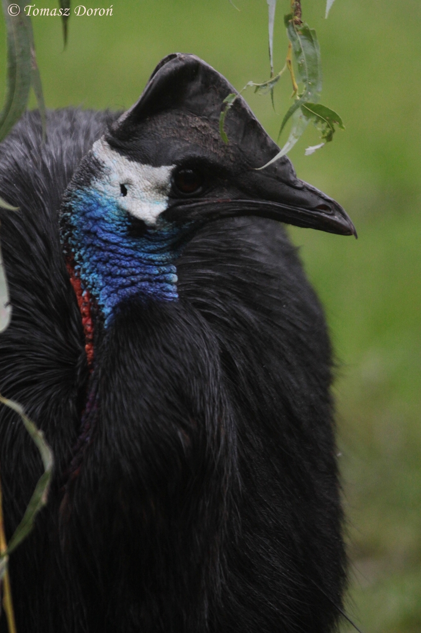 Dwarf Cassowary (Casuarius bennetti)
