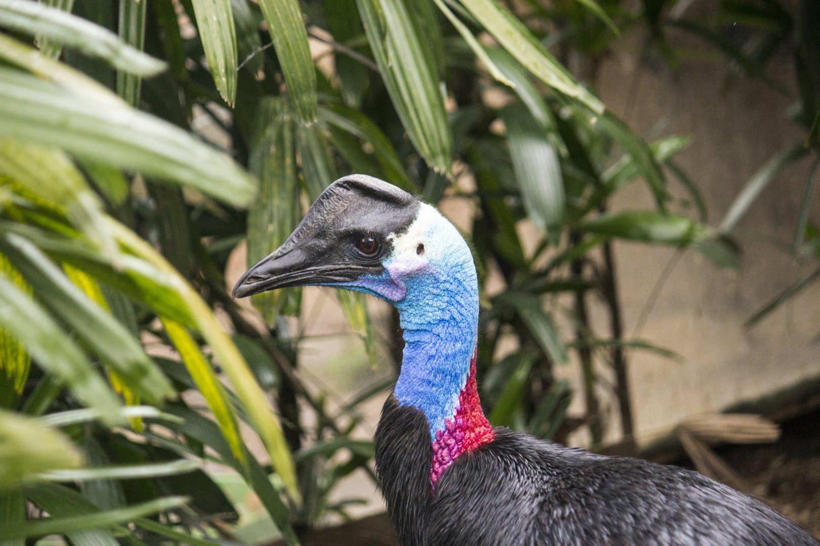 Dwarf cassowary, Casuarius bennetti