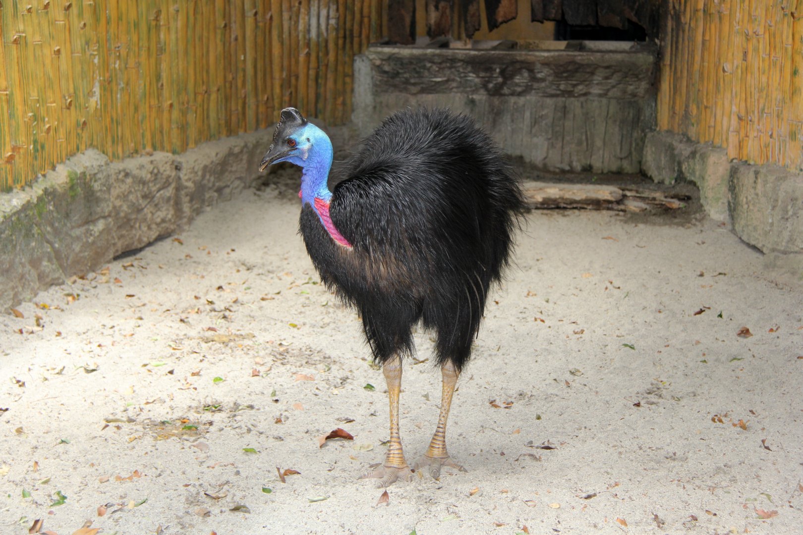 dwarf cassowary (Casuarius bennetti)