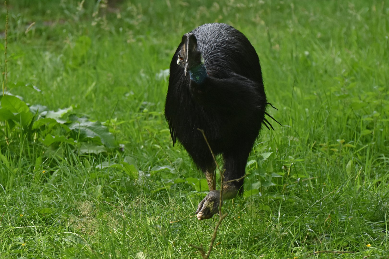 Dwarf Cassowary Casuarius bennetti