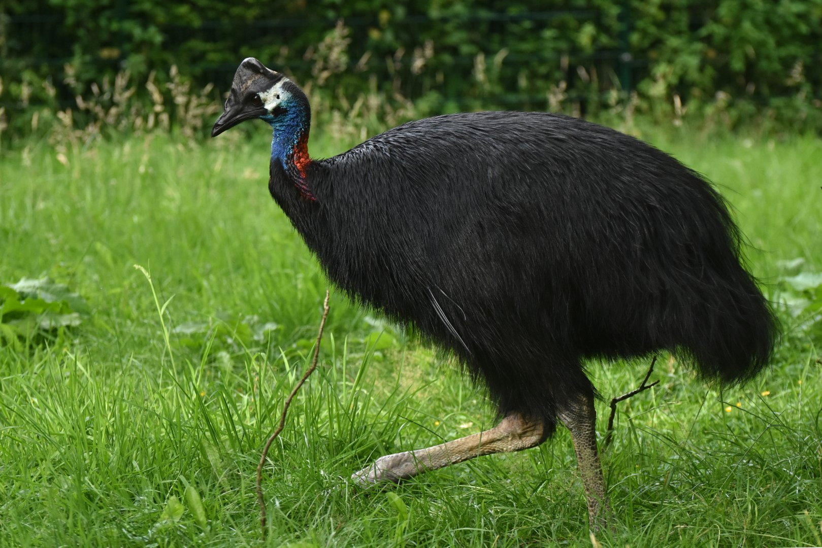 Dwarf Cassowary Casuarius bennetti