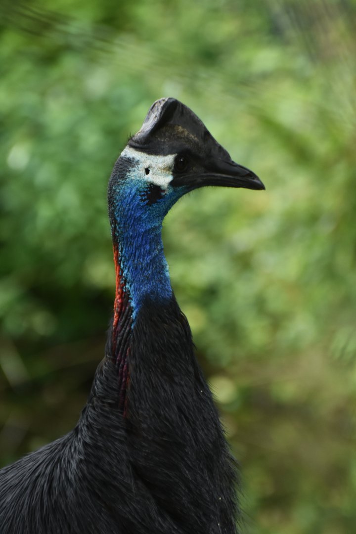Dwarf Cassowary Casuarius bennetti