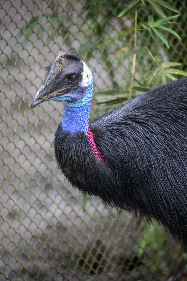 dwarf cassowary (Casuarius bennetti)