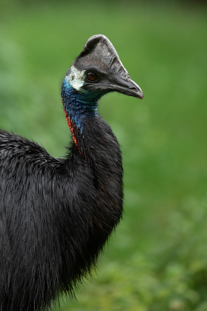 Dwarf cassowary (Casuarius bennetti)