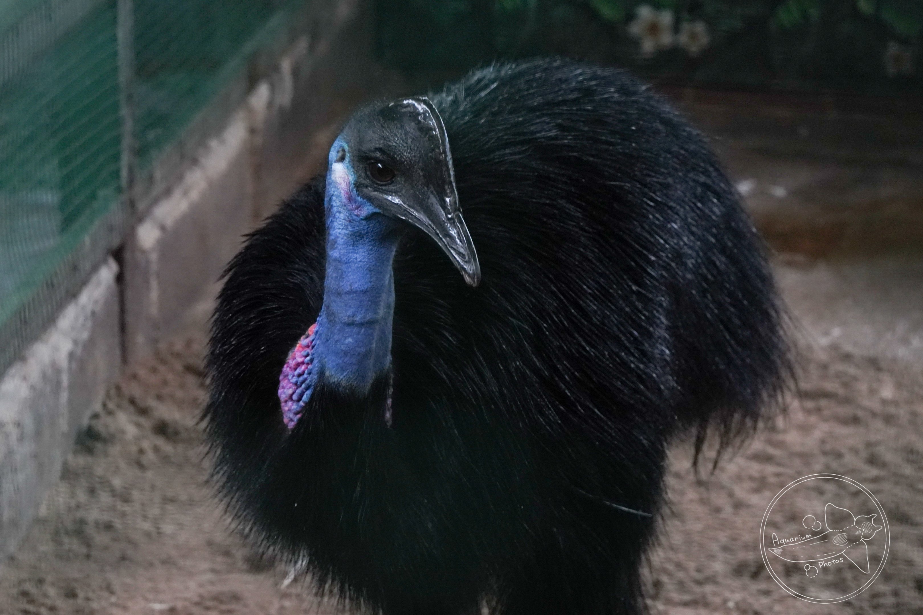 Dwarf cassowary (Casuarius bennetti)