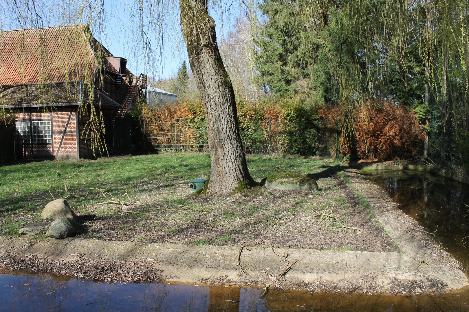 Dwarf cassowary enclosure (24/3-19)