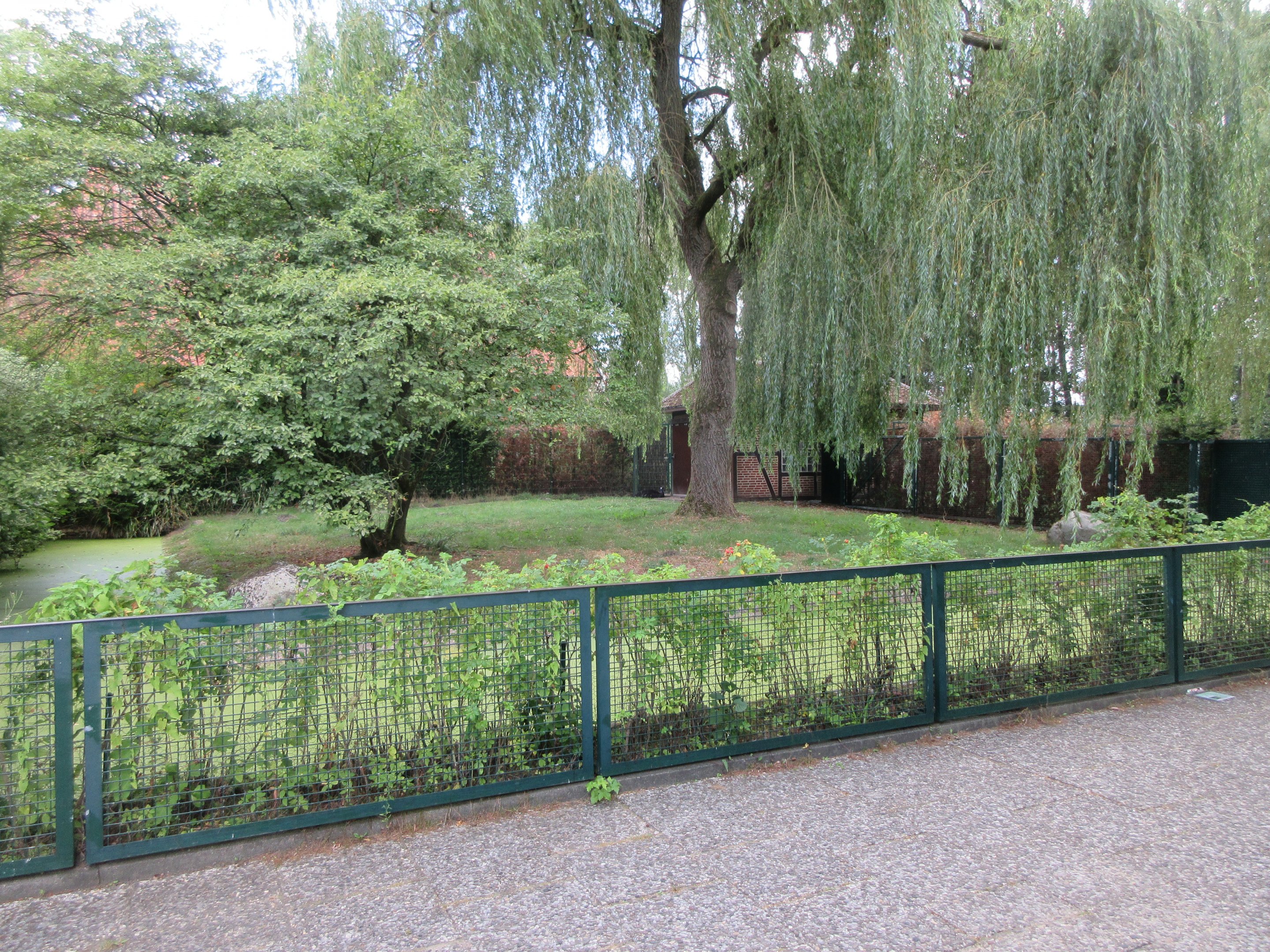 Dwarf Cassowary Exhibit