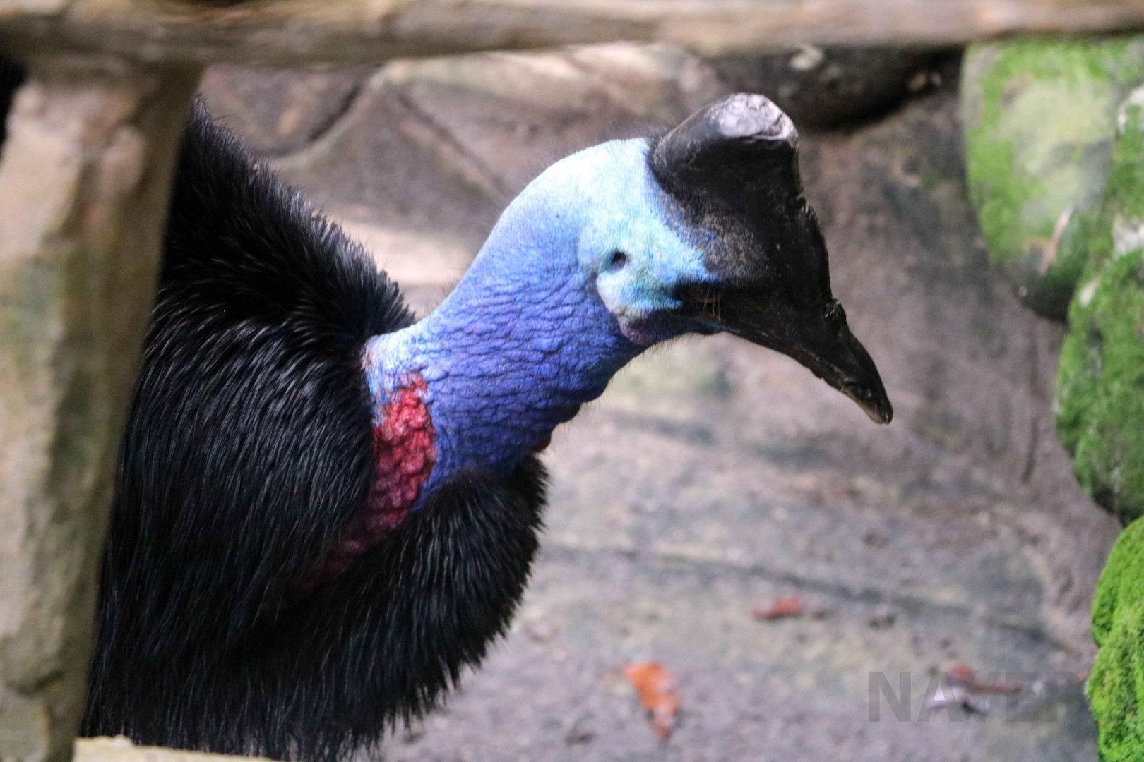 Dwarf cassowary, July 2016