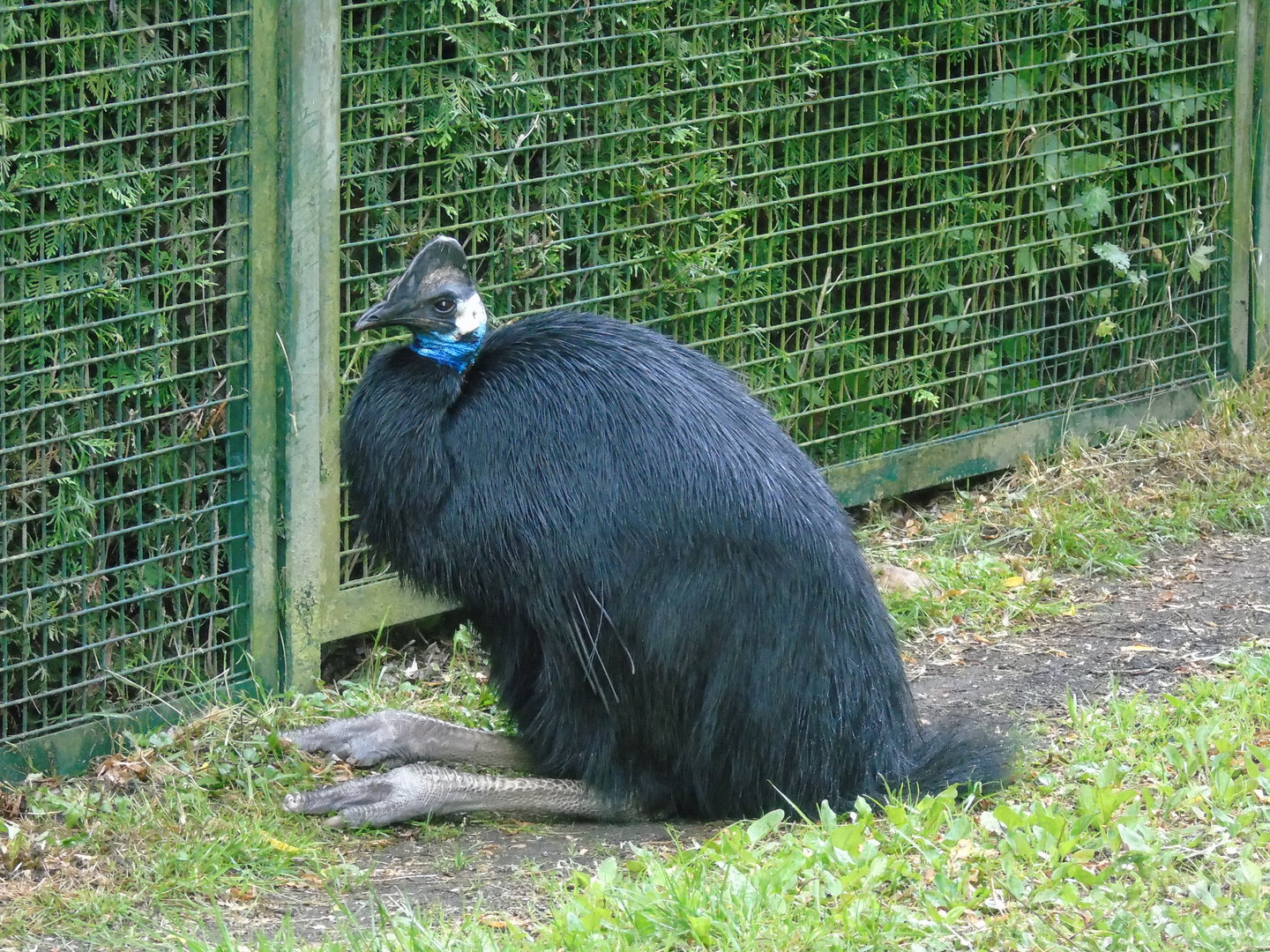 Dwarf cassowary - May 2017