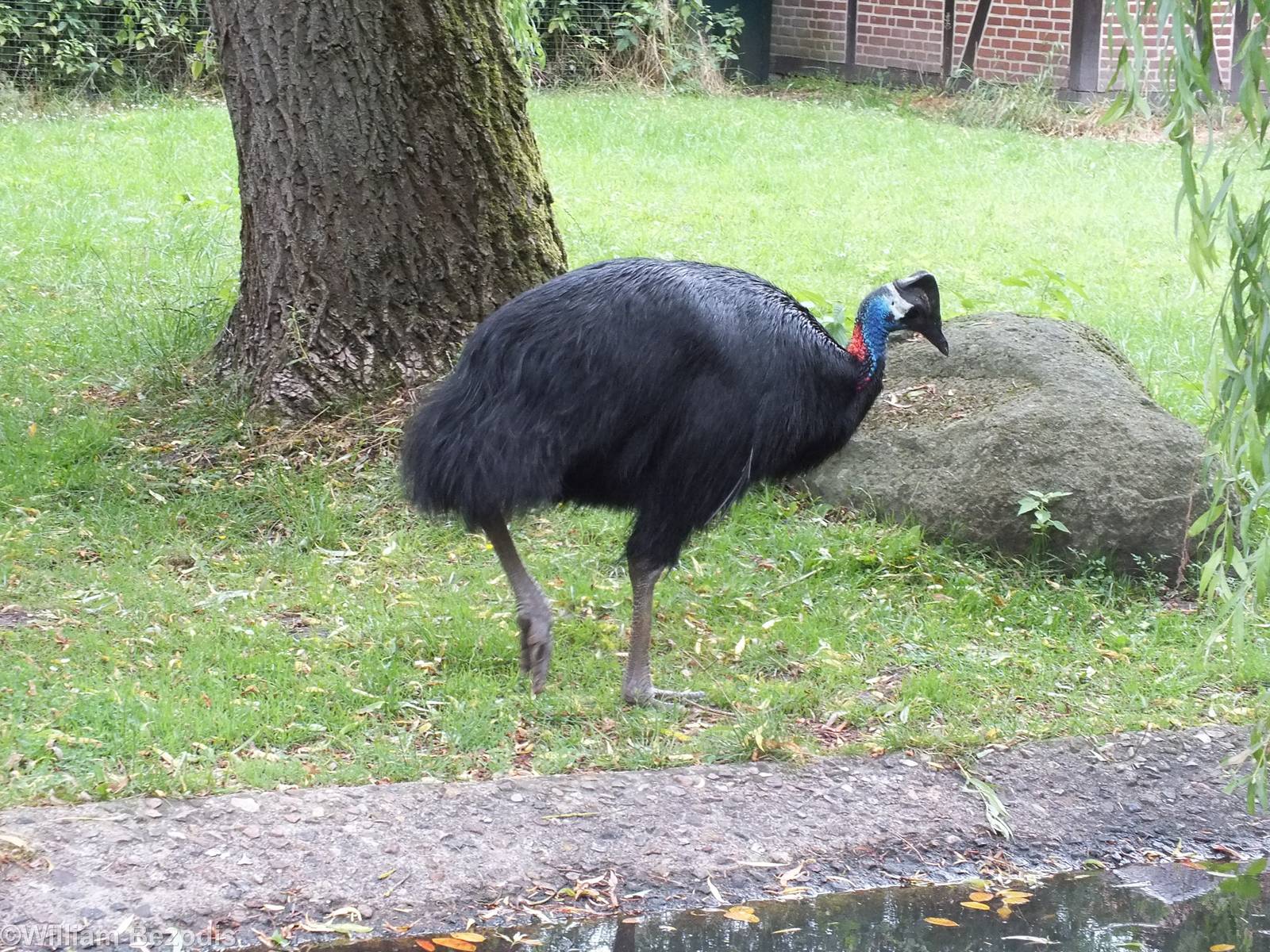 Dwarf Cassowary