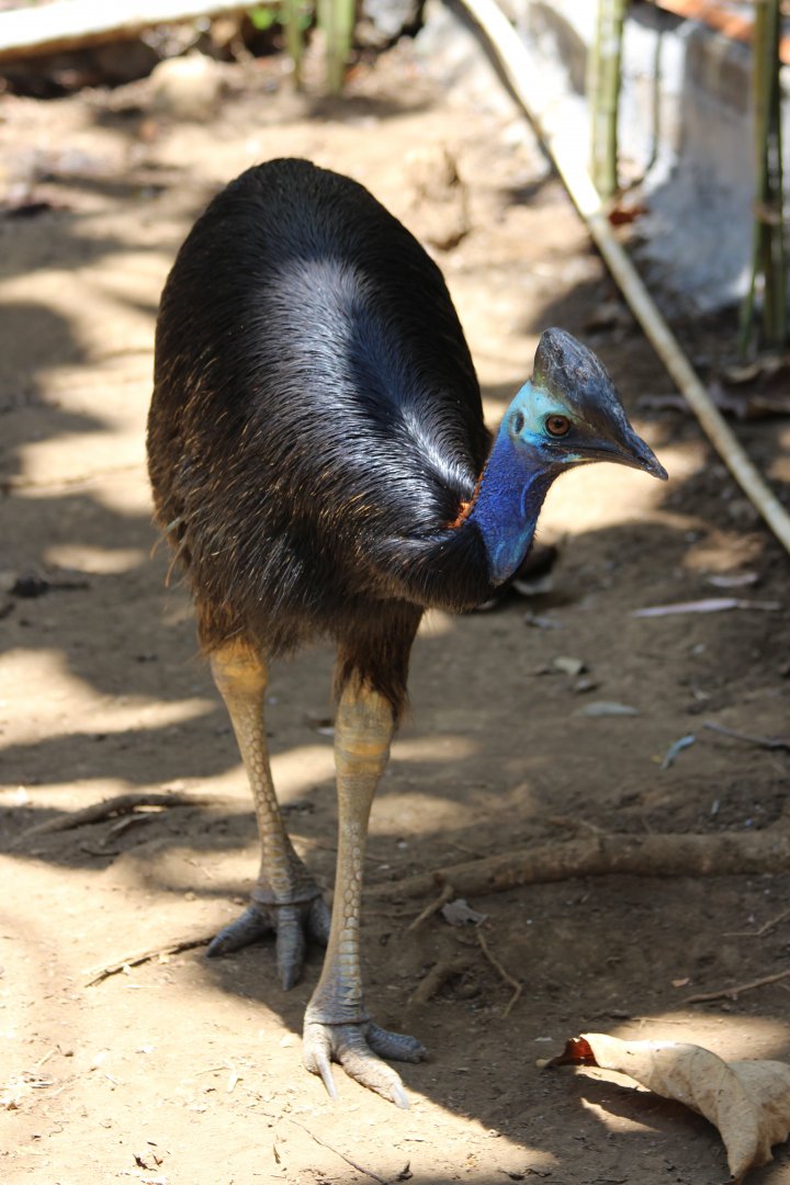 Dwarf Cassowary