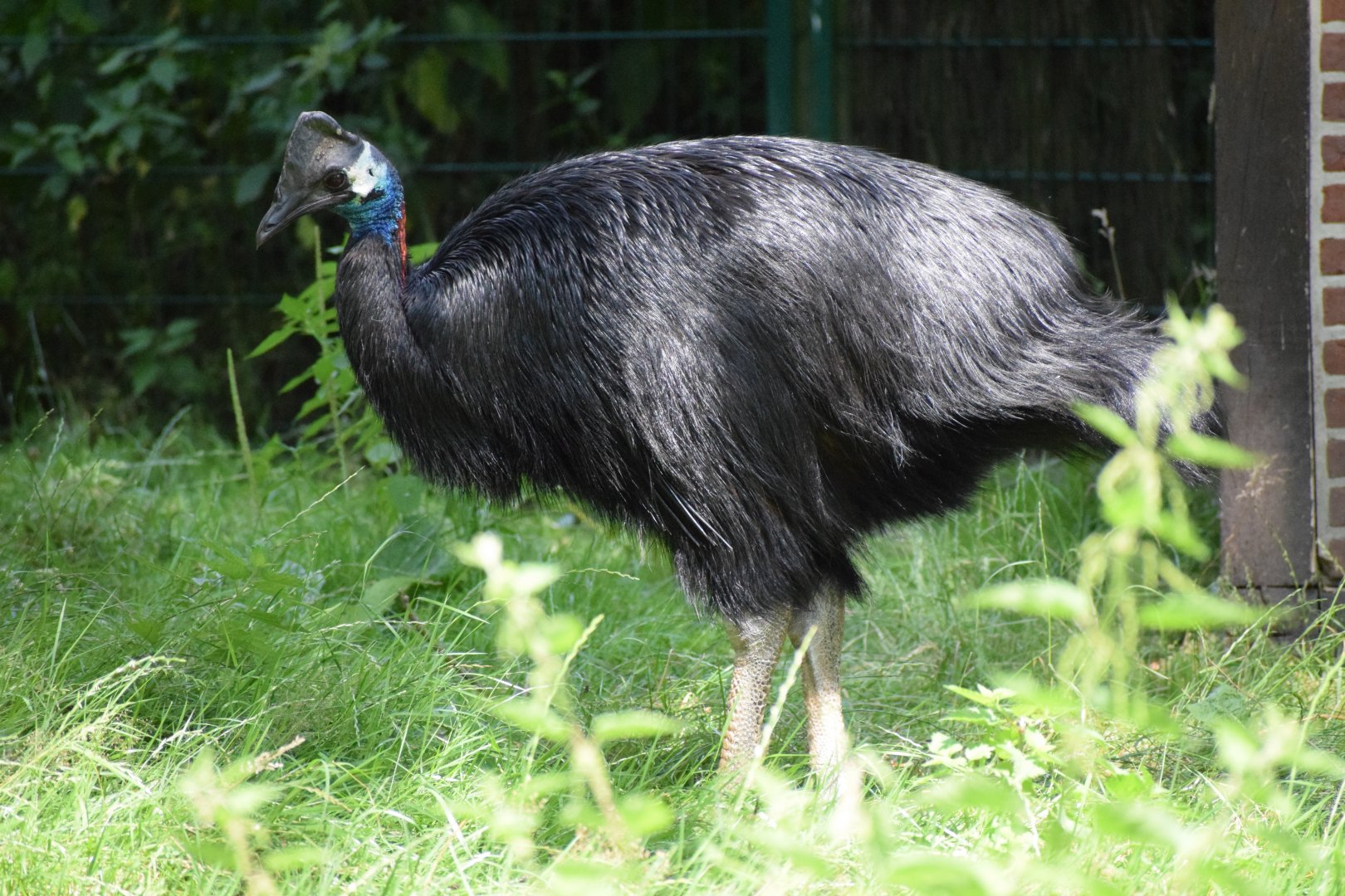 Dwarf cassowary