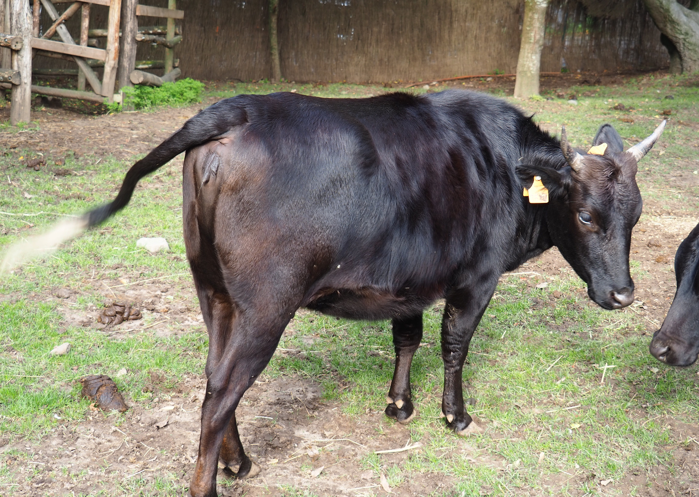 Dwarf cattle (Bos taurus taurus), 2019-10-05