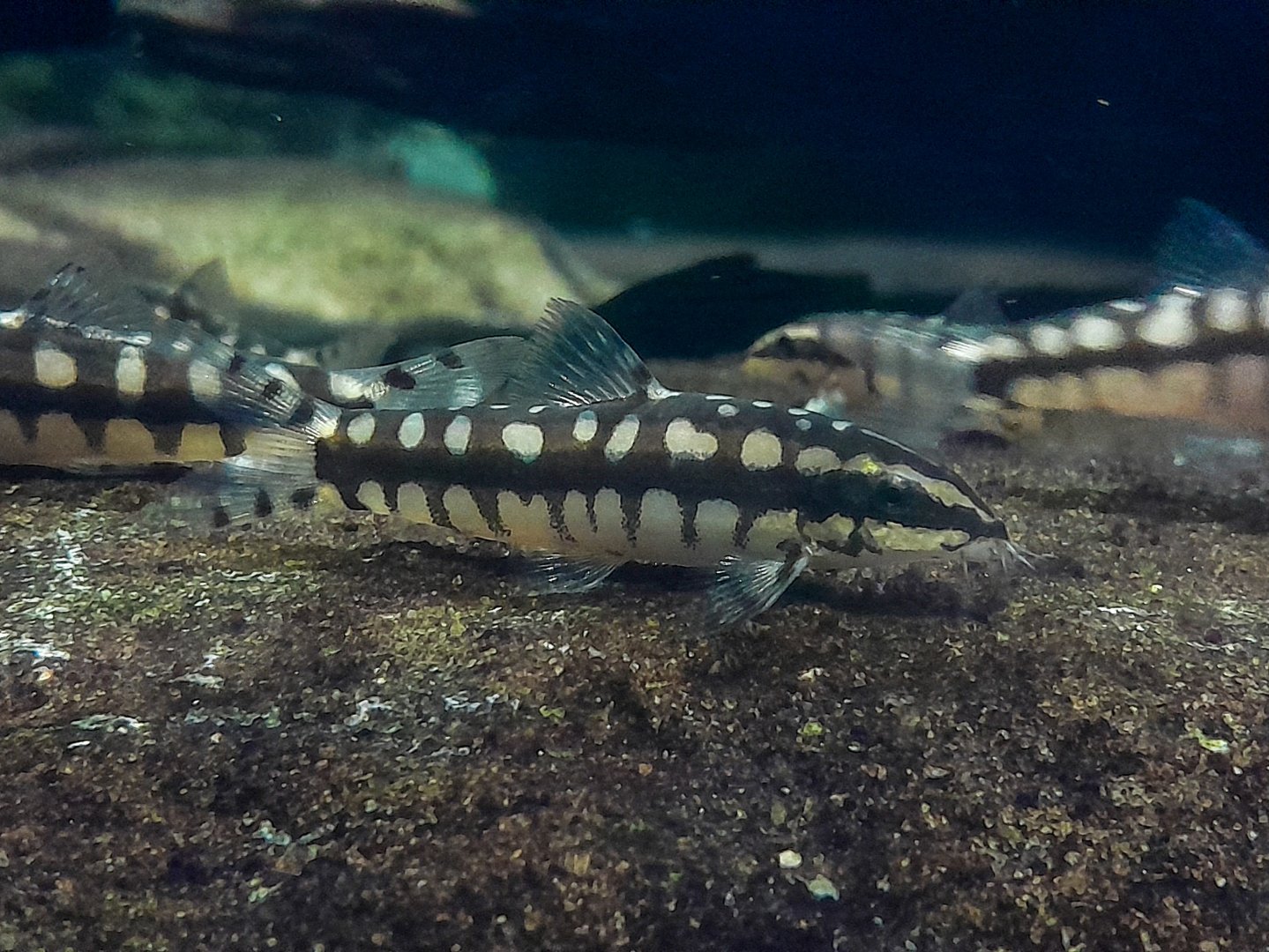 Dwarf Chain Loach (Ambastaia sidithmunki)