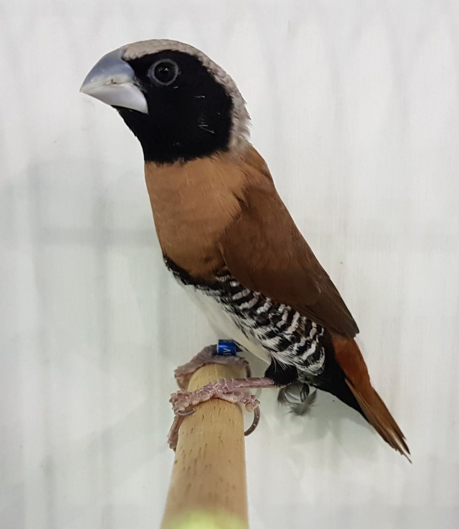 Dwarf chestnut-breasted mannikin - Lonchura castaneothorax sharpii