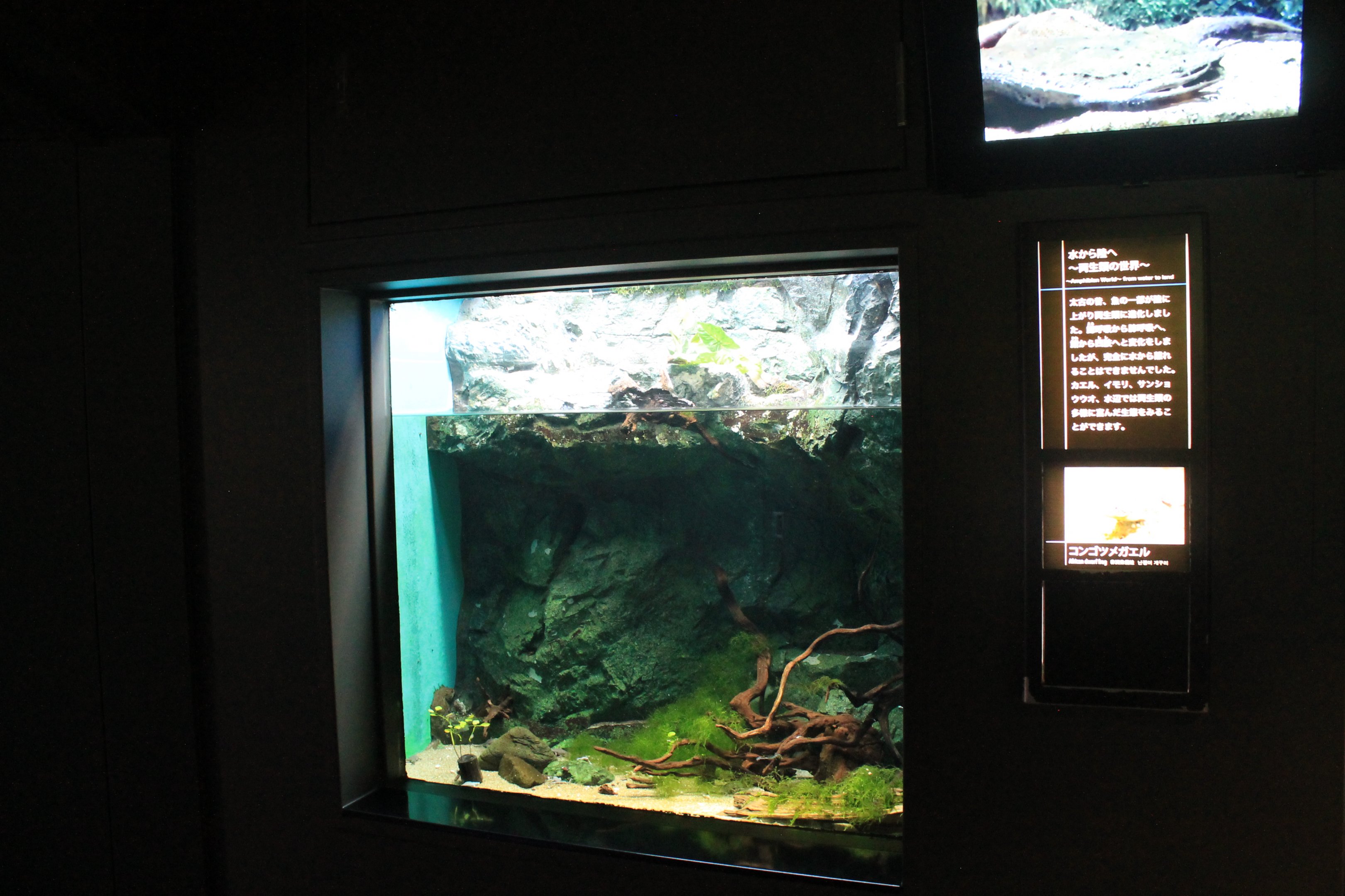 Dwarf Clawed Frog tank