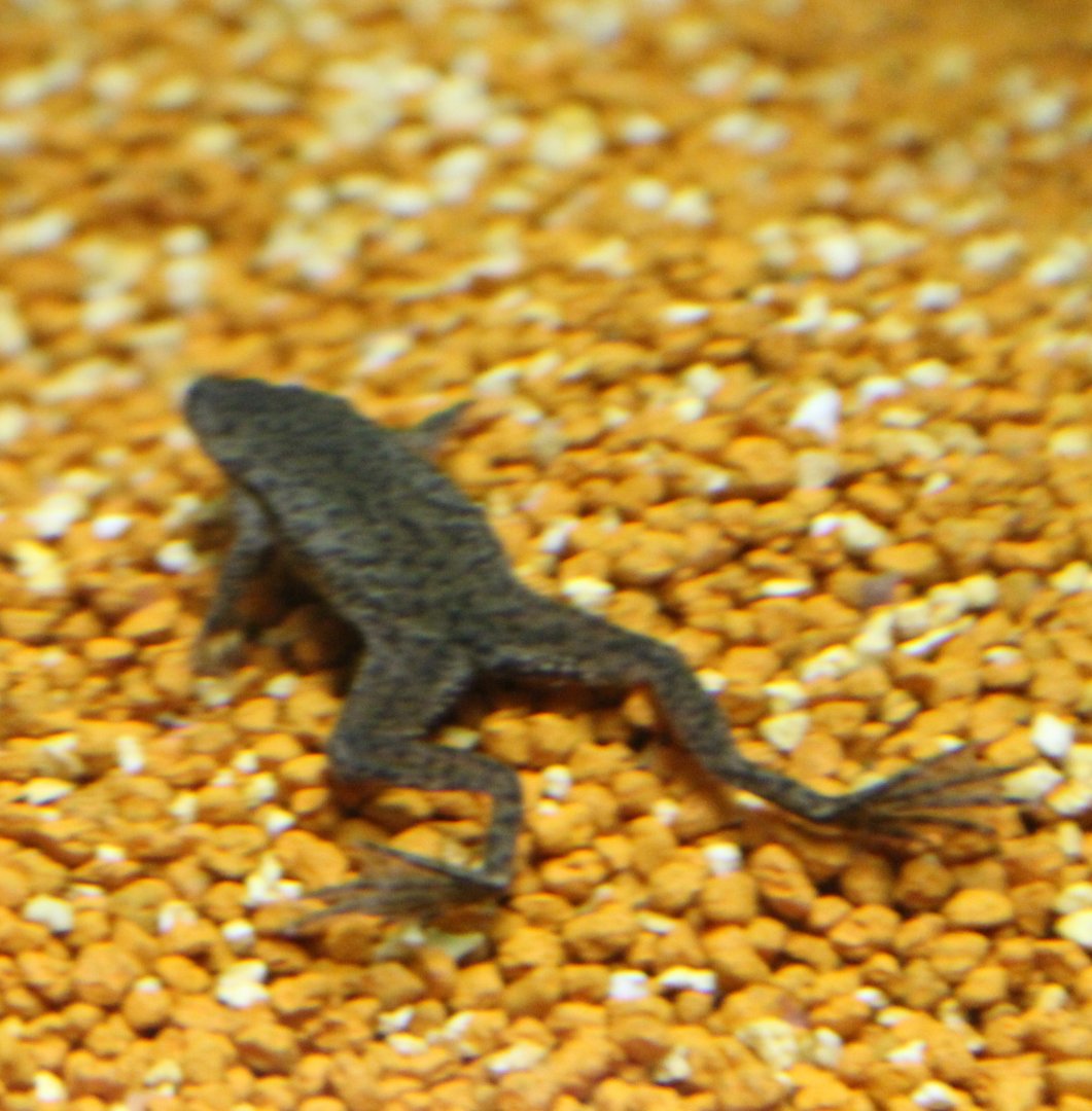 Dwarf clawed frog