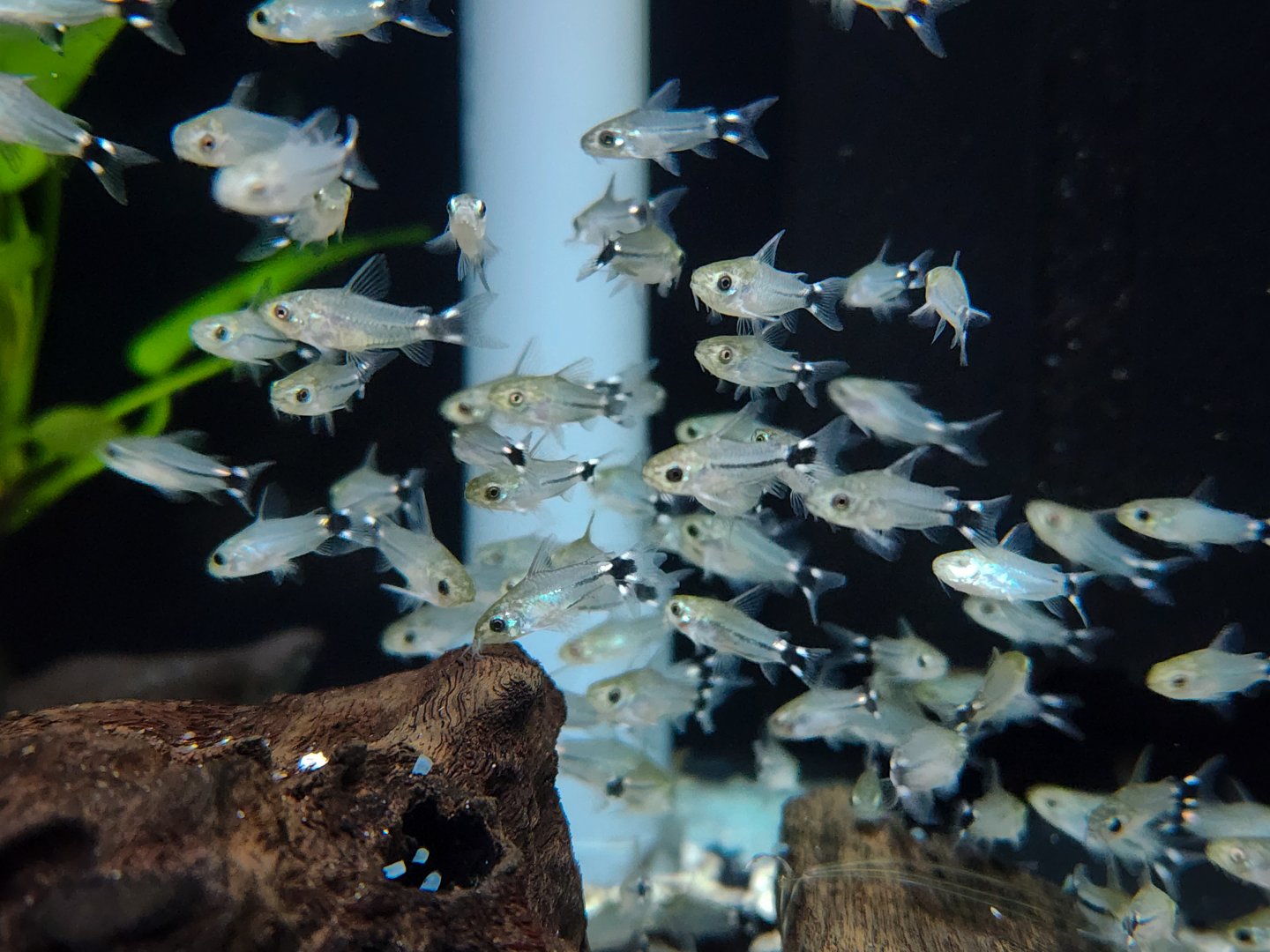 Dwarf Cory (Gastrodermus hastatus)