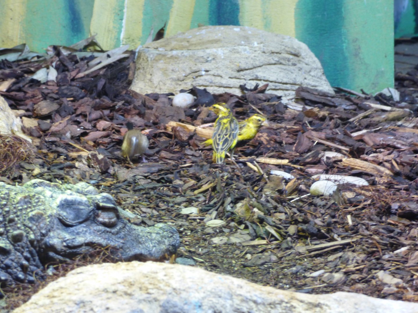 Dwarf Croc and Weaver Mixed Exhibit