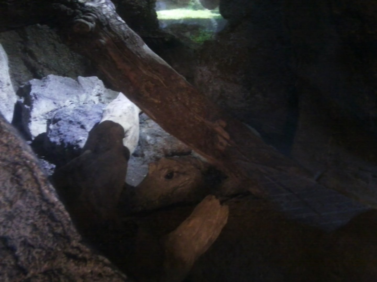 Dwarf croc in a cave (indoor)