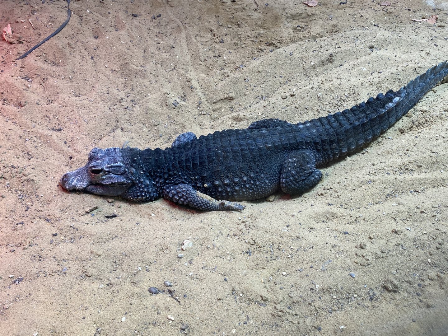 Dwarf crocodile 071121