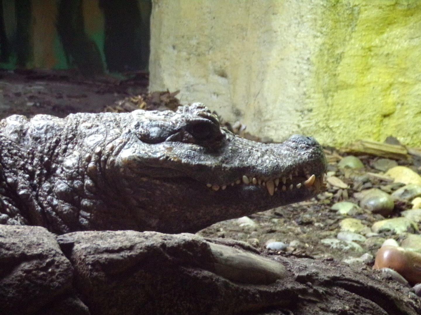 Dwarf crocodile 1.1.23