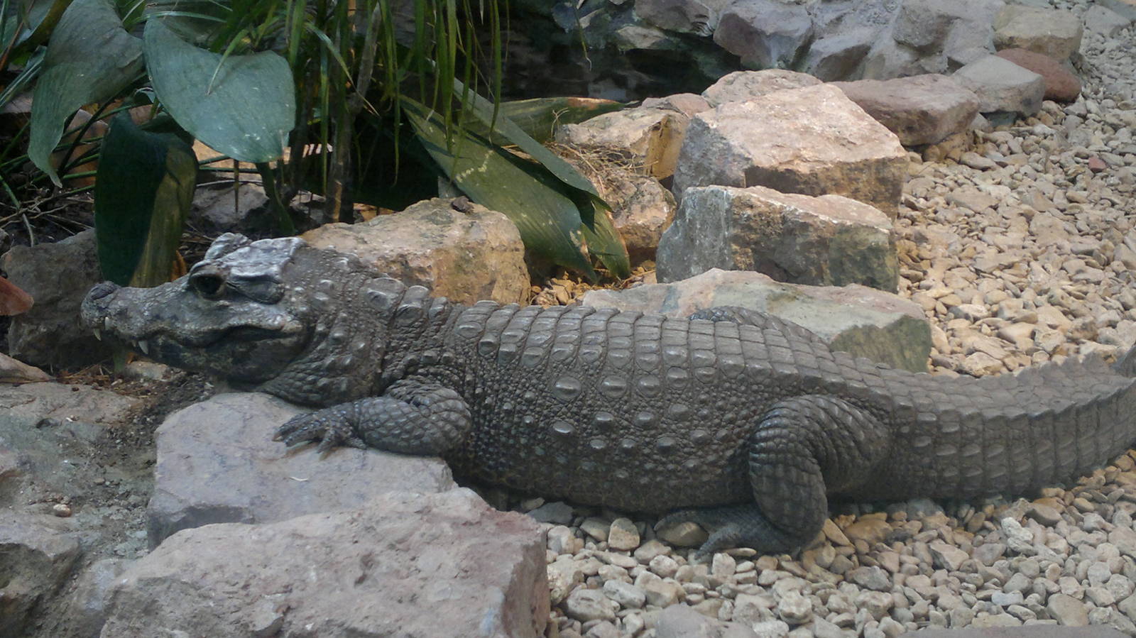 Dwarf crocodile 15/3/12