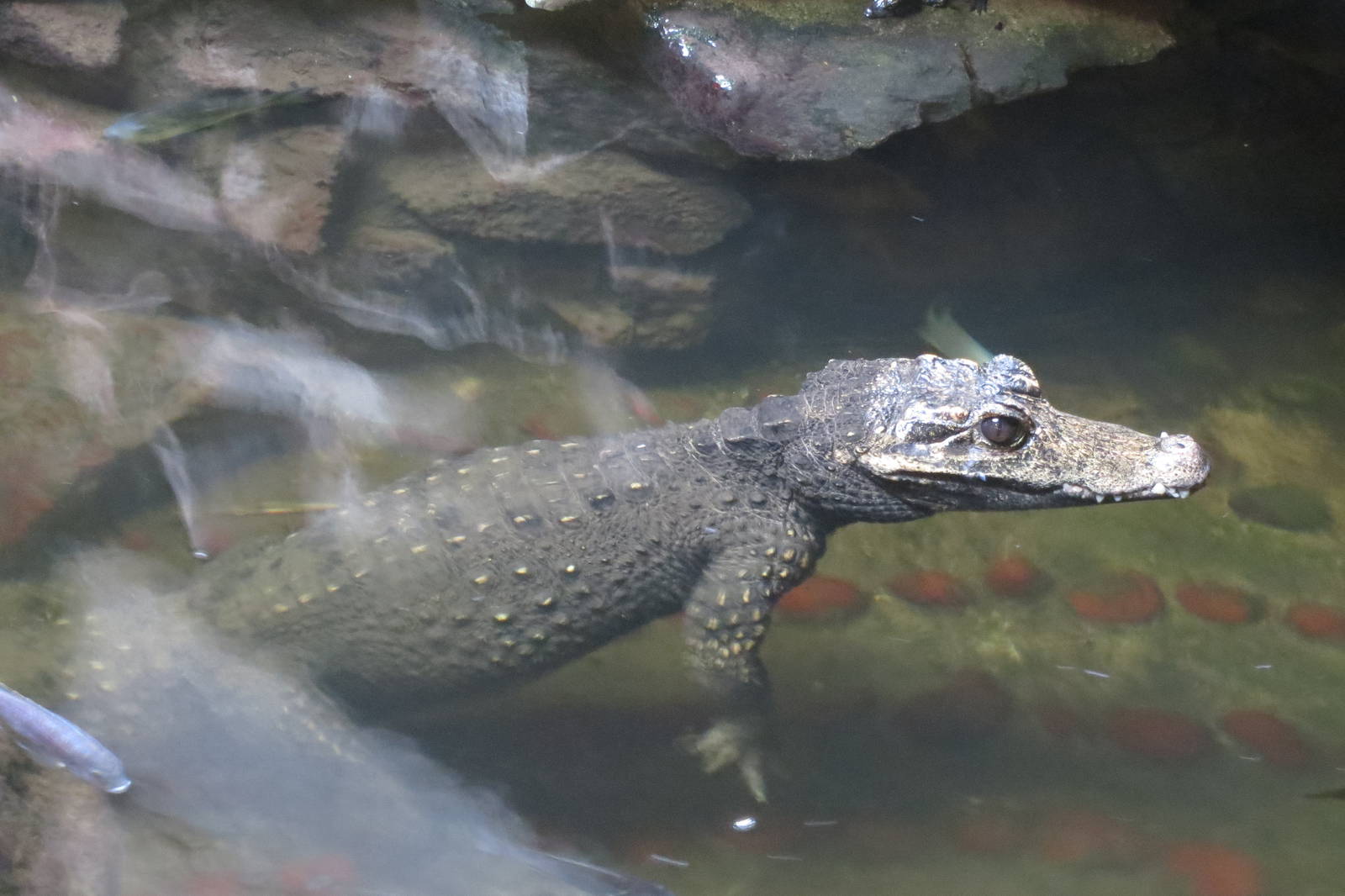 dwarf crocodile 201013