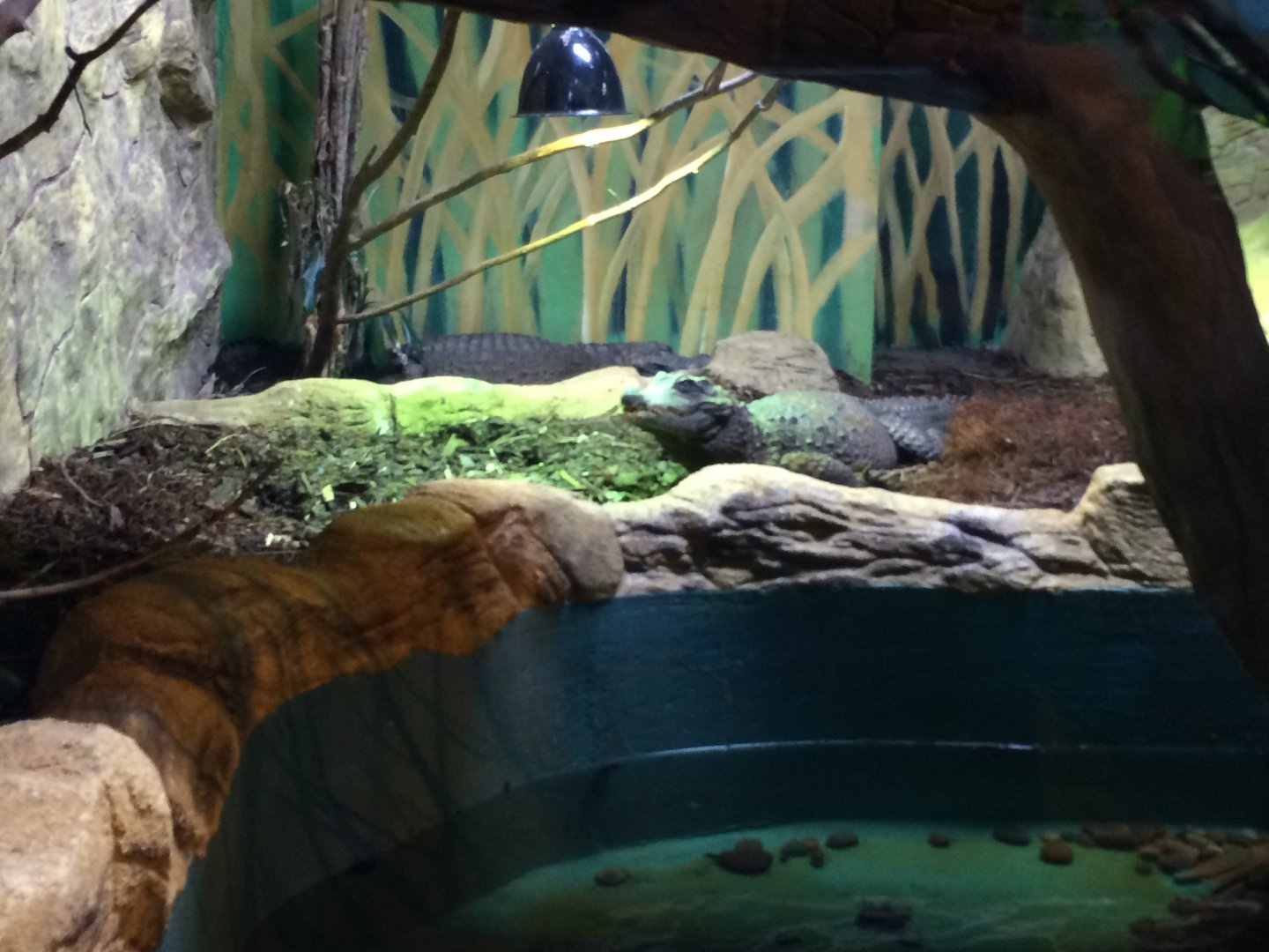 Dwarf crocodile (2016)