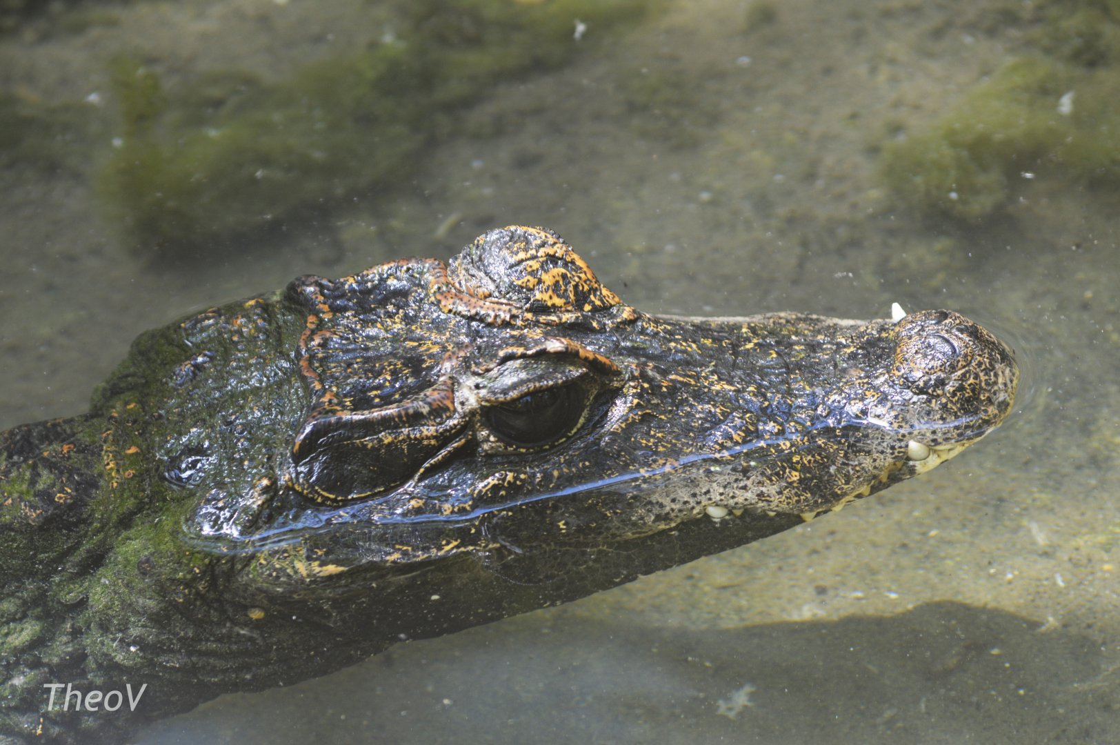 Dwarf crocodile [2017]