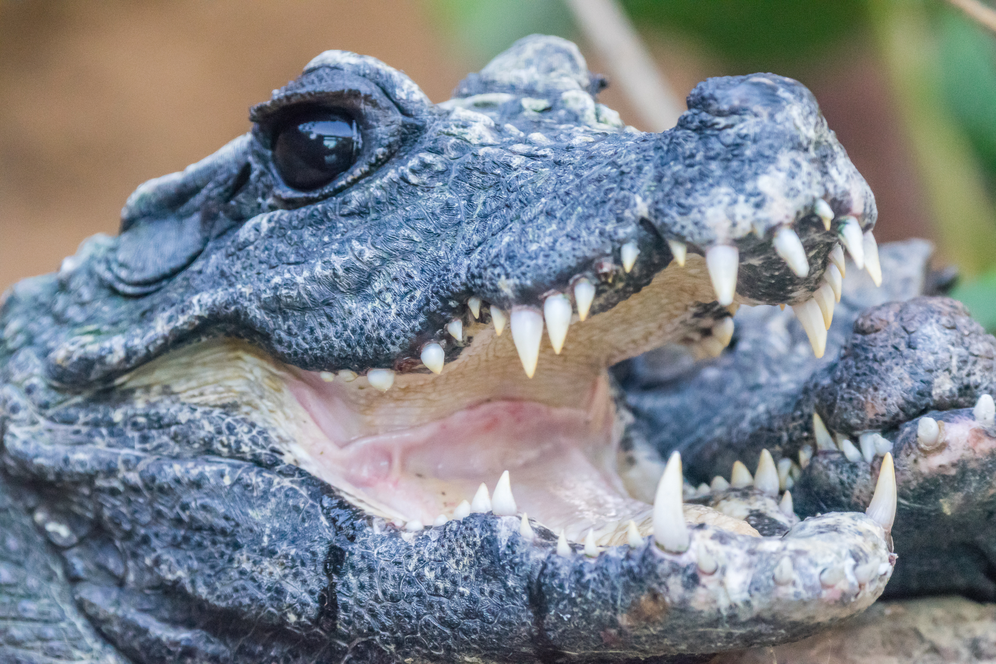 Dwarf Crocodile-Africa Rocks
