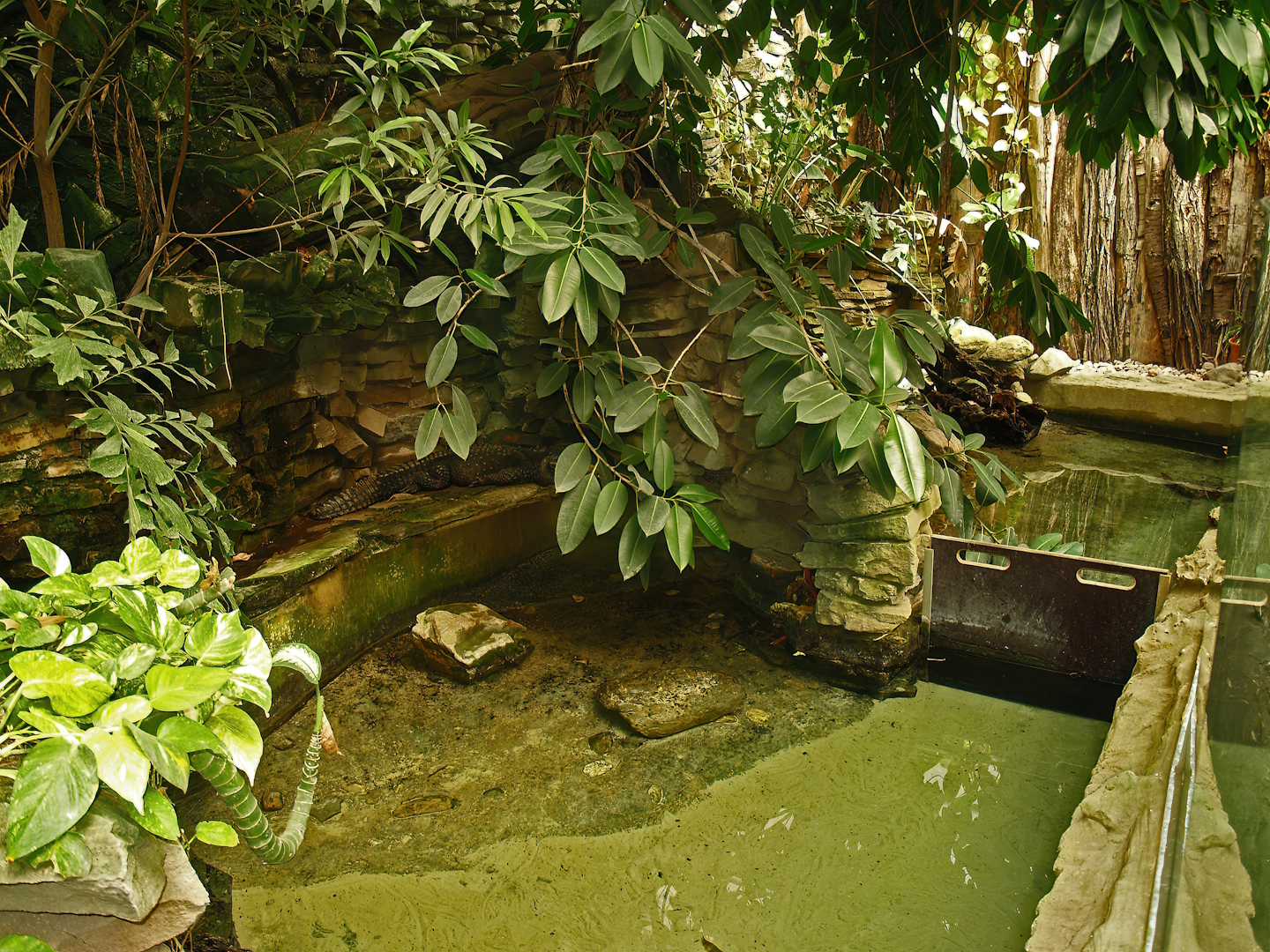 Dwarf crocodile and aquatic turtle exhibits in greenhouse at the back of the aquarium (Now gone), 2008-08-06