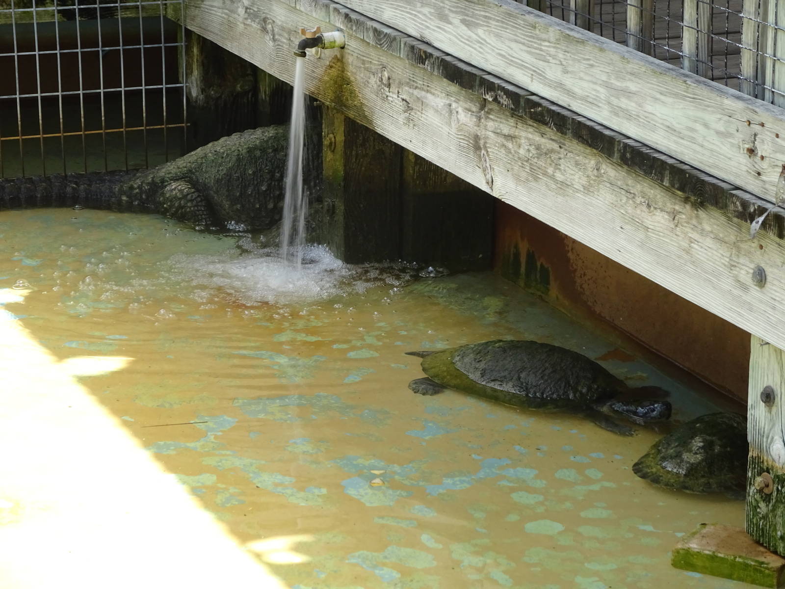 Dwarf Crocodile and Turtles at Gatorland