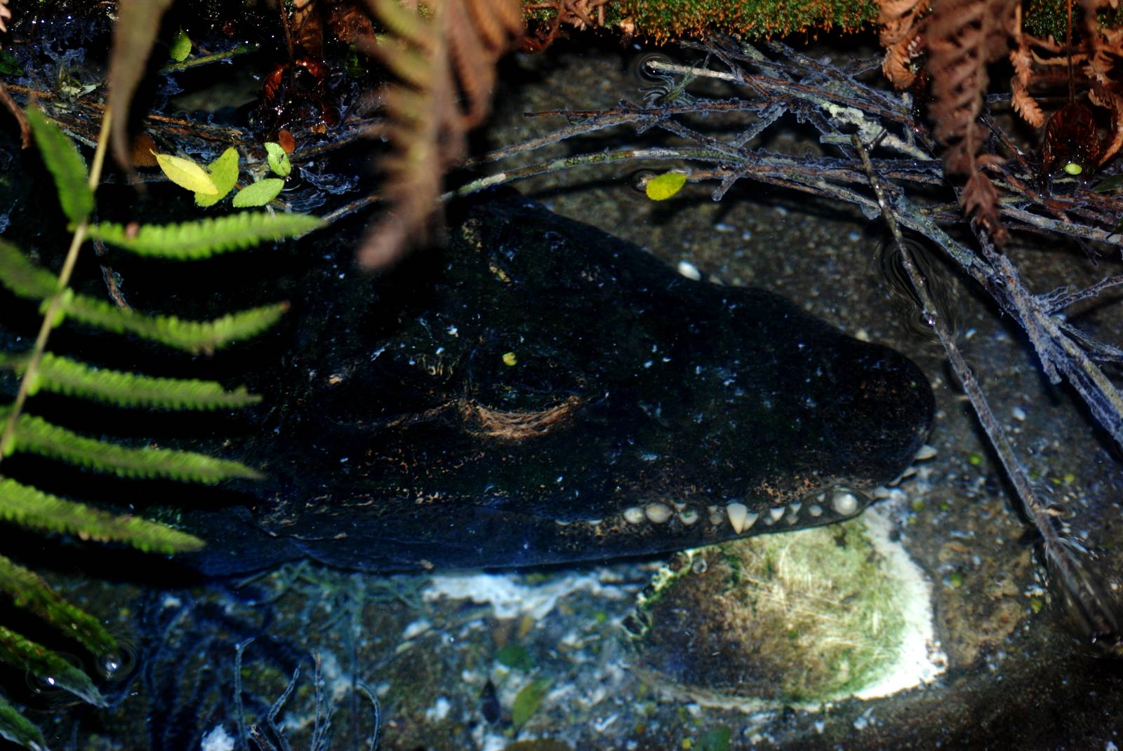 Dwarf Crocodile at St. Augustine, 11/10/13