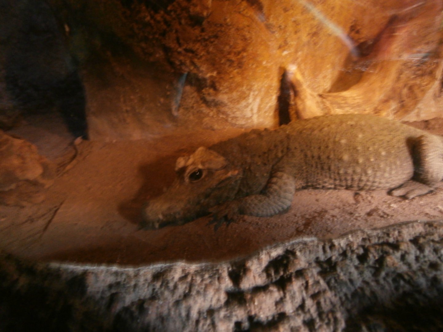 Dwarf crocodile -Bioparc Valencia (Summer 2017)