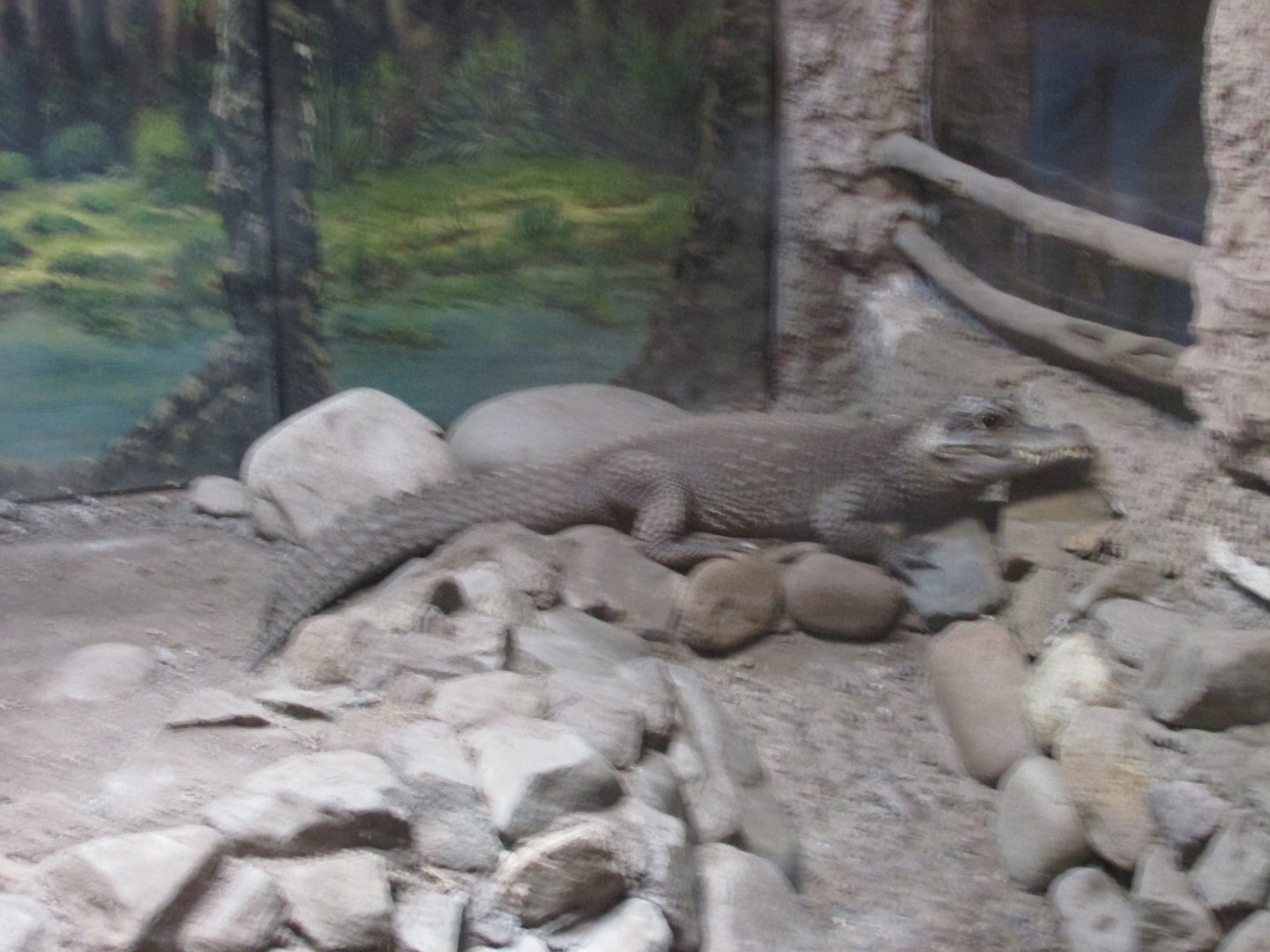 dwarf crocodile buin zoo