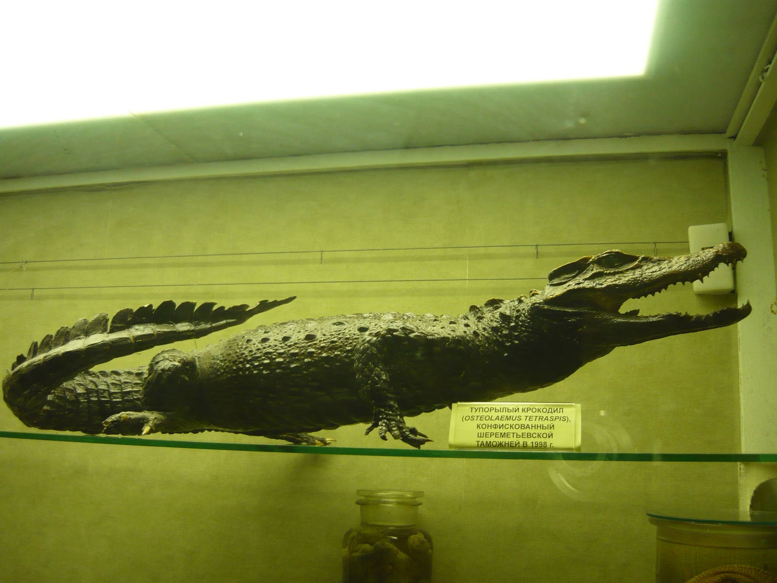Dwarf crocodile confiscated by customs