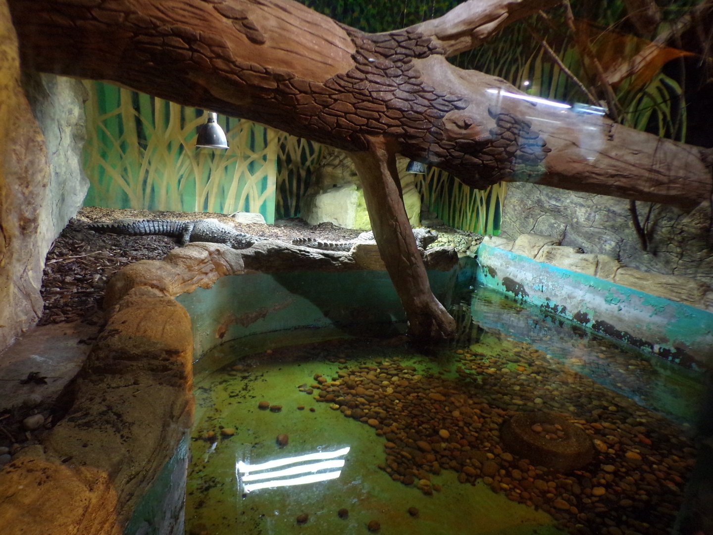 Dwarf crocodile enclosure 1.1.23