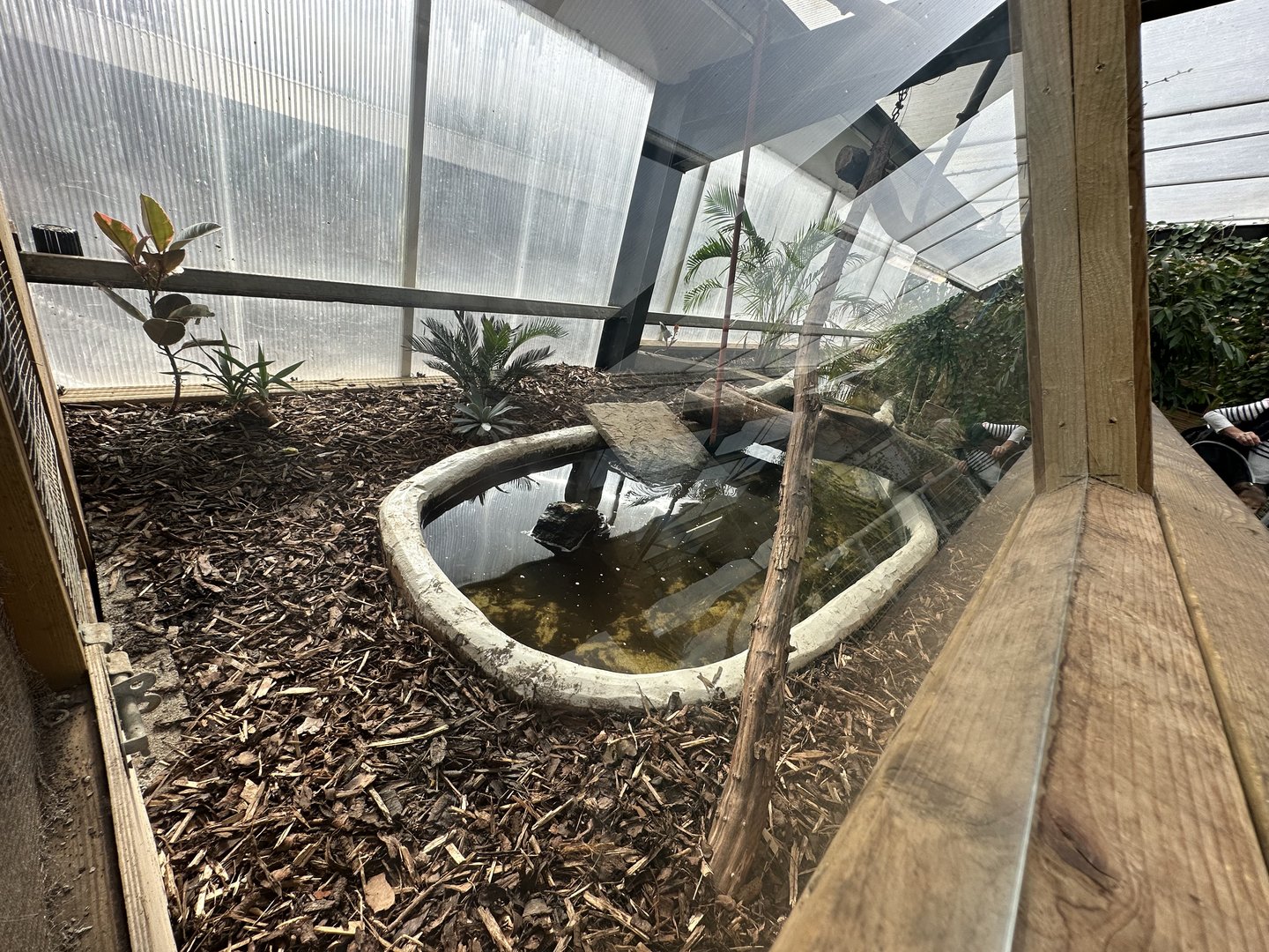 Dwarf Crocodile Enclosure at Johnsons of Old Hurst (October 2023)