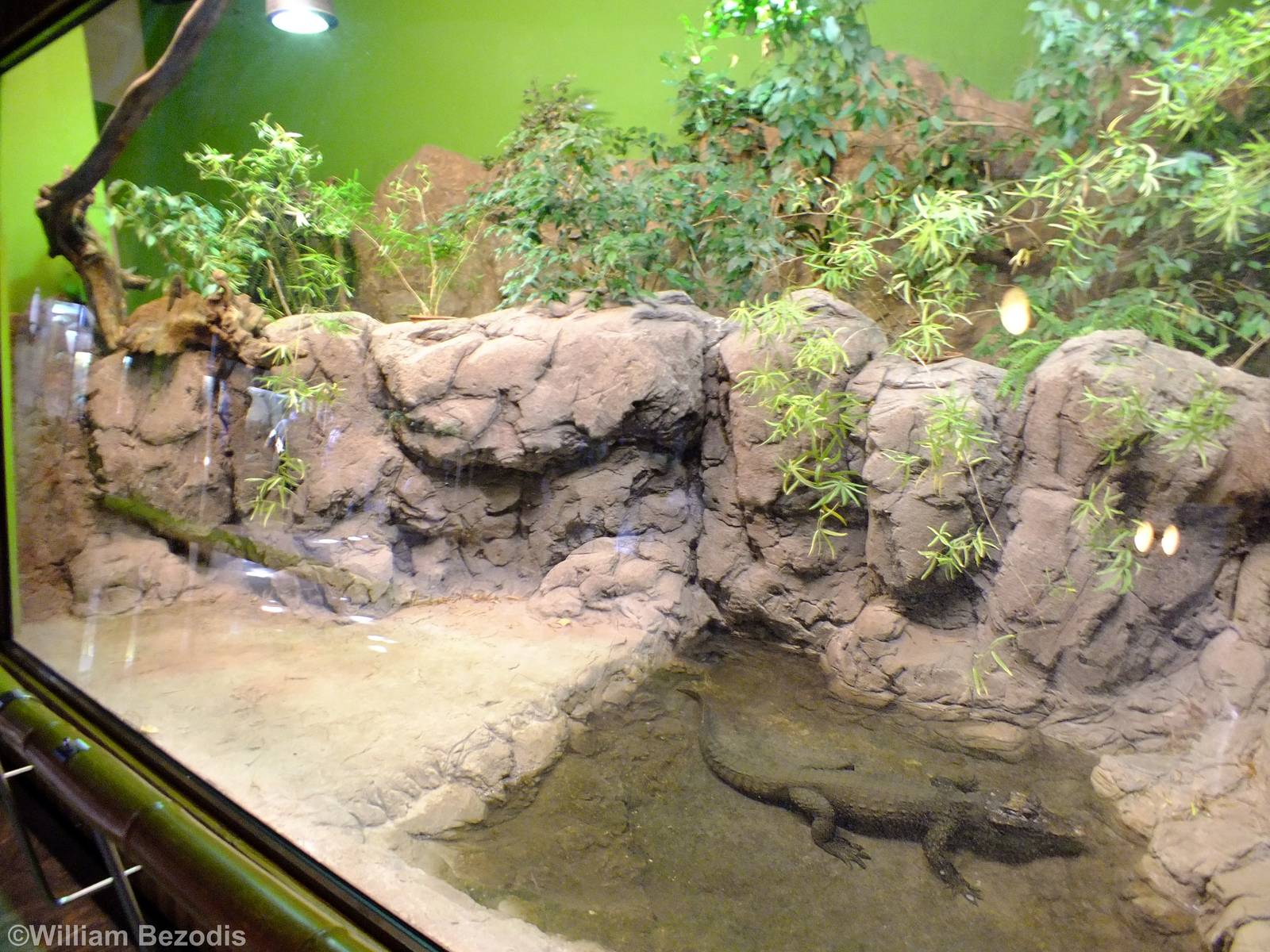 Dwarf Crocodile Enclosure - Gdynia Aquarium