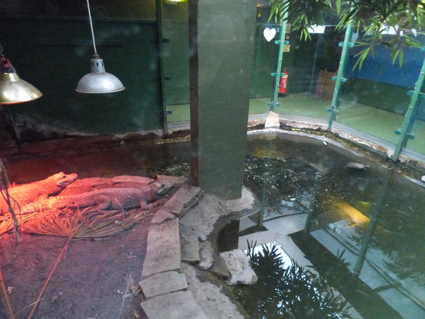 Dwarf Crocodile Enclosure in Underwater World