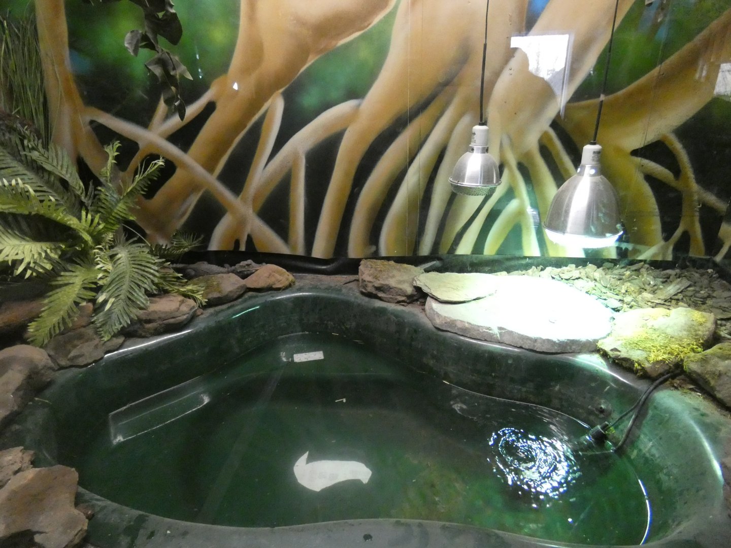 Dwarf Crocodile enclosure