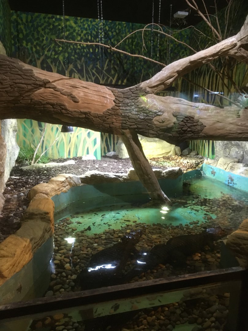 Dwarf crocodile enclosure