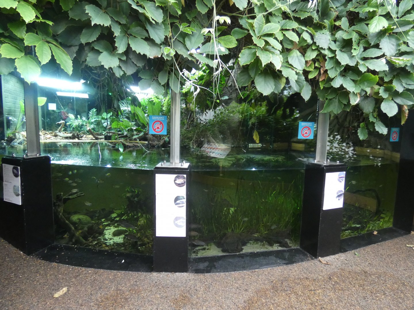 Dwarf Crocodile enclosure