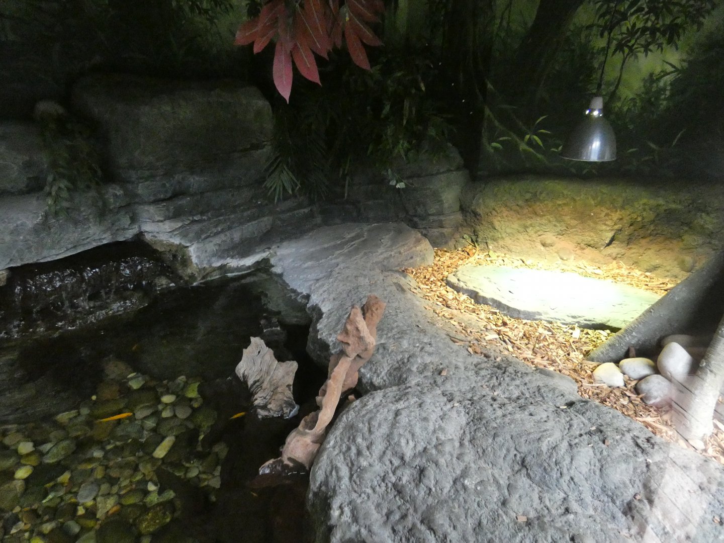 Dwarf crocodile enclosure