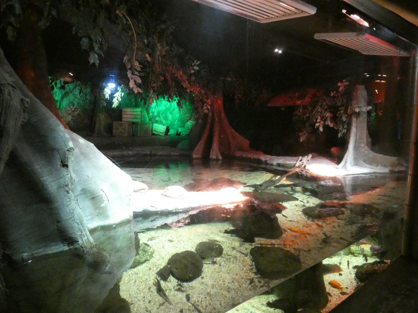 Dwarf crocodile enclosure