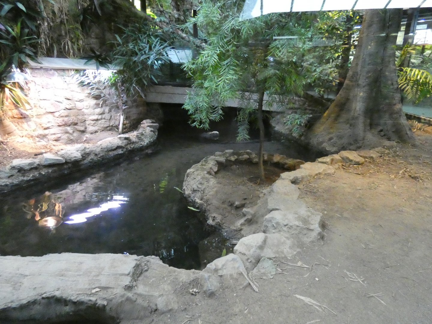 Dwarf crocodile enclosure